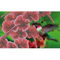 W-258 Колібрі. Схема для вишивки бісером